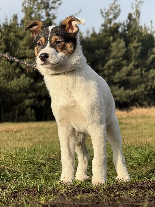 Pies do adopcji, Pieczyska, 22 stycznia 2026 (5/5)