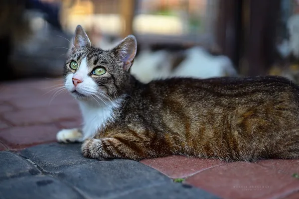 Oddam kota, Elbląg, Stawnik, 23 stycznia 2026 (3/3)