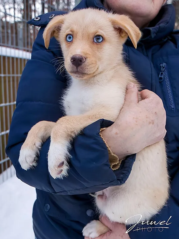 Pies do adopcji, Sopot, 23 stycznia 2026