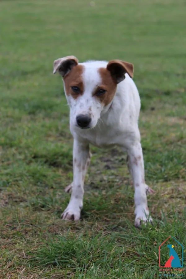 Pies do adopcji, Grudziądz, 22 grudnia 2025