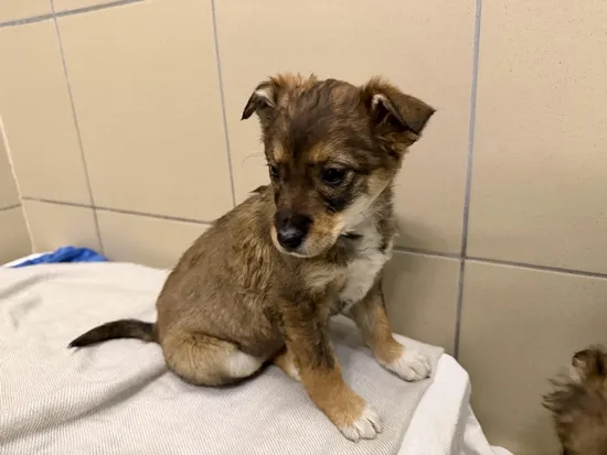 Pies do adopcji, Kraków, 22 stycznia 2026