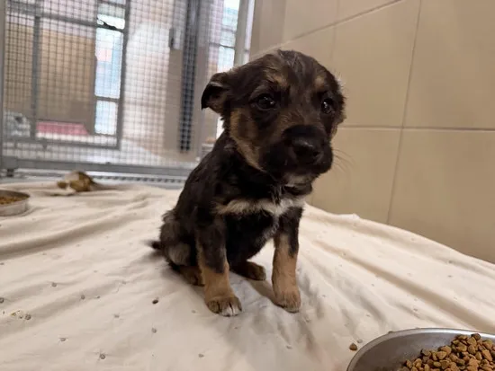 Pies do adopcji, Kraków, 22 stycznia 2026