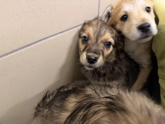 Pies do adopcji, Kraków, 22 stycznia 2026