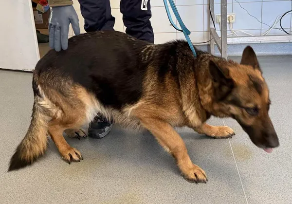 Znaleziono psa, Lublin, 20 stycznia 2026