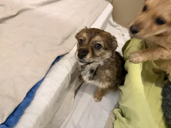 Pies do adopcji, Kraków, 22 stycznia 2026