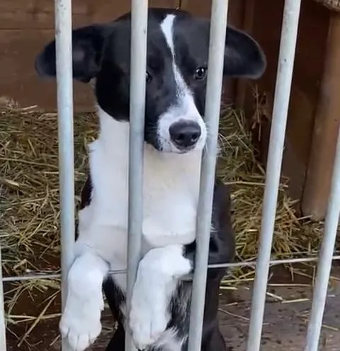 Pies do adopcji, Głowno, 23 stycznia 2026 (2/2)