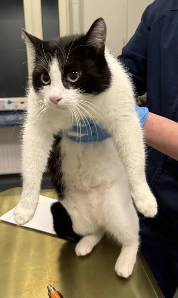 Znaleziono kota, Lublin, 21 stycznia 2026