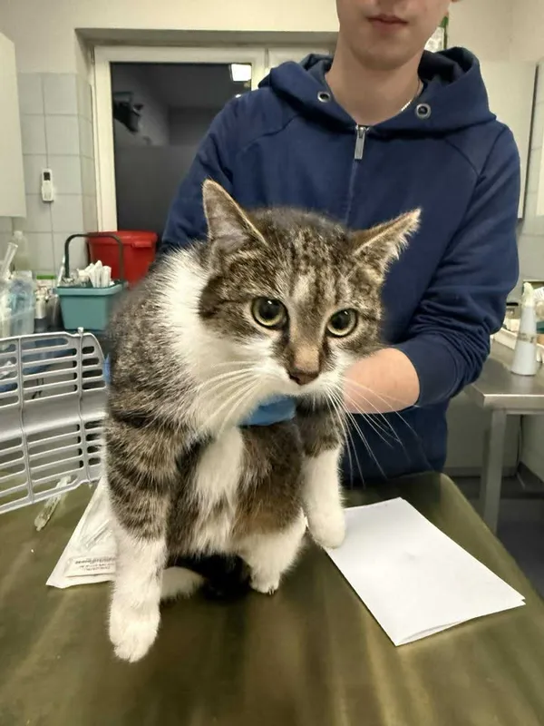 Znaleziono kota, Lublin, 21 stycznia 2026