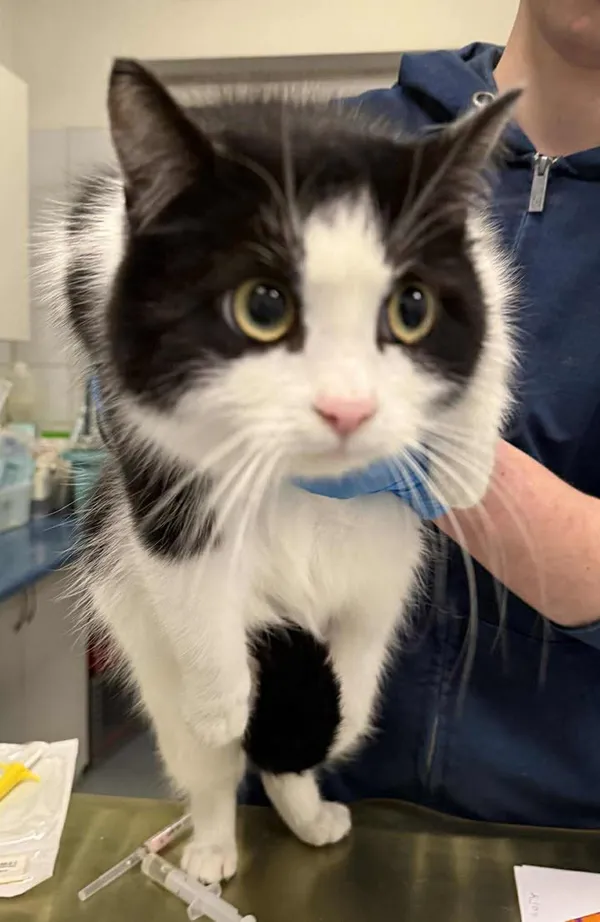 Znaleziono kota, Lublin, 21 stycznia 2026