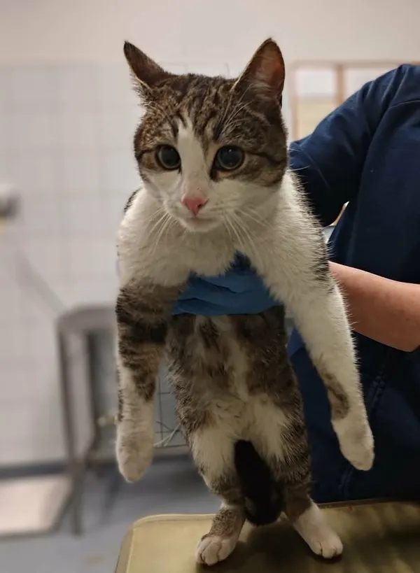 Znaleziono kota, Lublin, 22 stycznia 2026