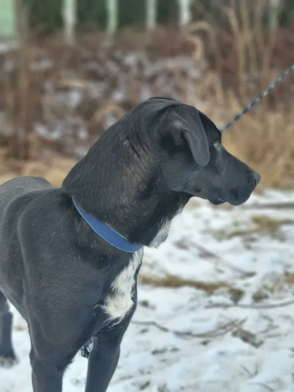 Znaleziono psa, Żywiec, 23 stycznia 2026 (1/5)