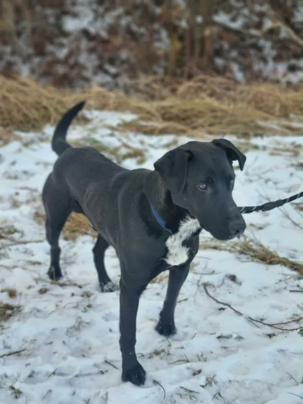 Znaleziono psa, Żywiec, 23 stycznia 2026 (2/5)