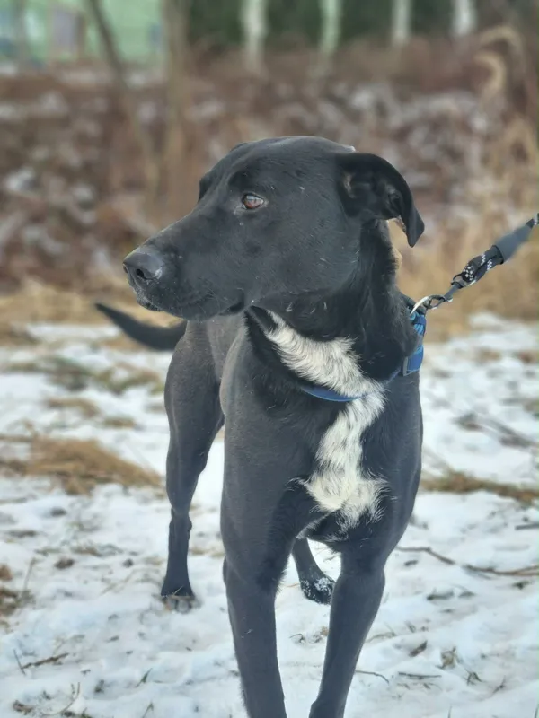 Znaleziono psa, Żywiec, 23 stycznia 2026 (3/5)