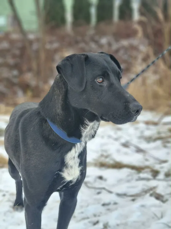 Znaleziono psa, Żywiec, 23 stycznia 2026 (4/5)