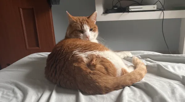 Zaginął kot, Mirosławiec, 23 stycznia 2026