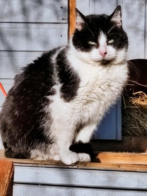 Kot do adopcji, Piła, 15 maja 2024 (1/2)