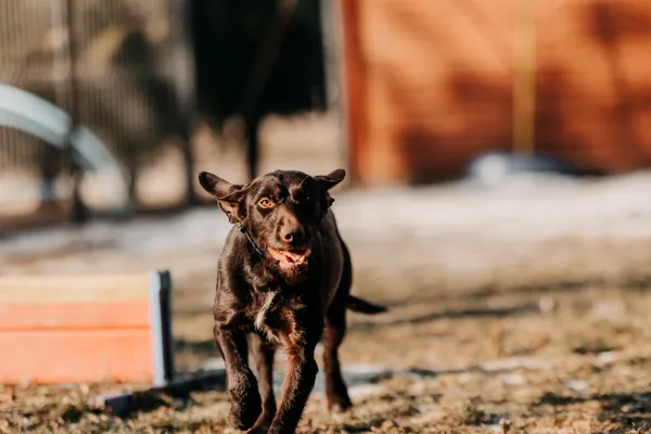 Pies do adopcji, Czartki, 23 stycznia 2026 (4/5)