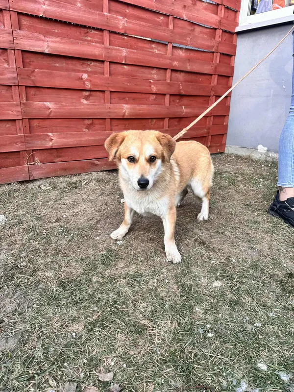 Znaleziono psa, Czartki, 23 stycznia 2026