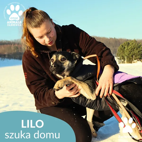 Pies do adopcji, Dąbrówka, 23 stycznia 2026 (2/4)