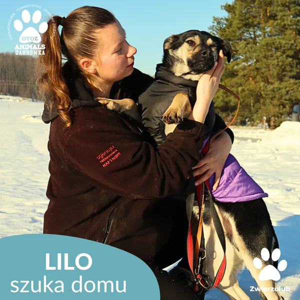 Pies do adopcji, Dąbrówka, 23 stycznia 2026 (3/4)