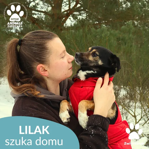 Pies do adopcji, Dąbrówka, 23 stycznia 2026 (3/4)