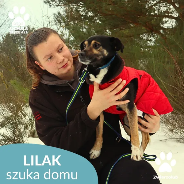 Pies do adopcji, Dąbrówka, 23 stycznia 2026 (4/4)