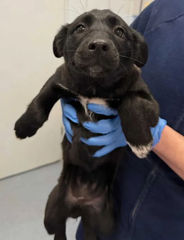 Znaleziono psa, Lublin, 22 stycznia 2026