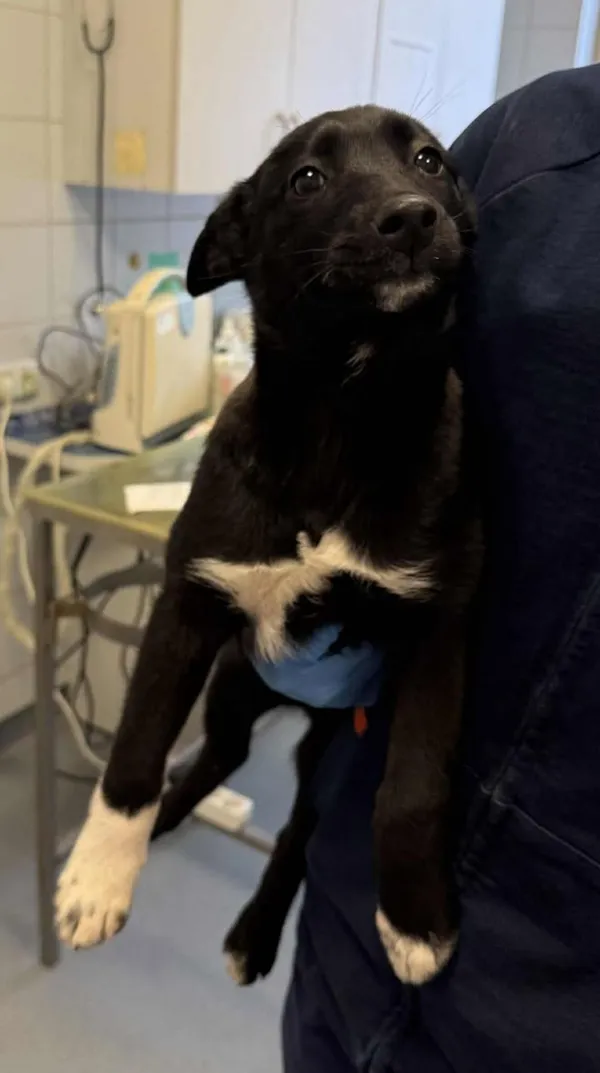 Znaleziono psa, Lublin, 22 stycznia 2026