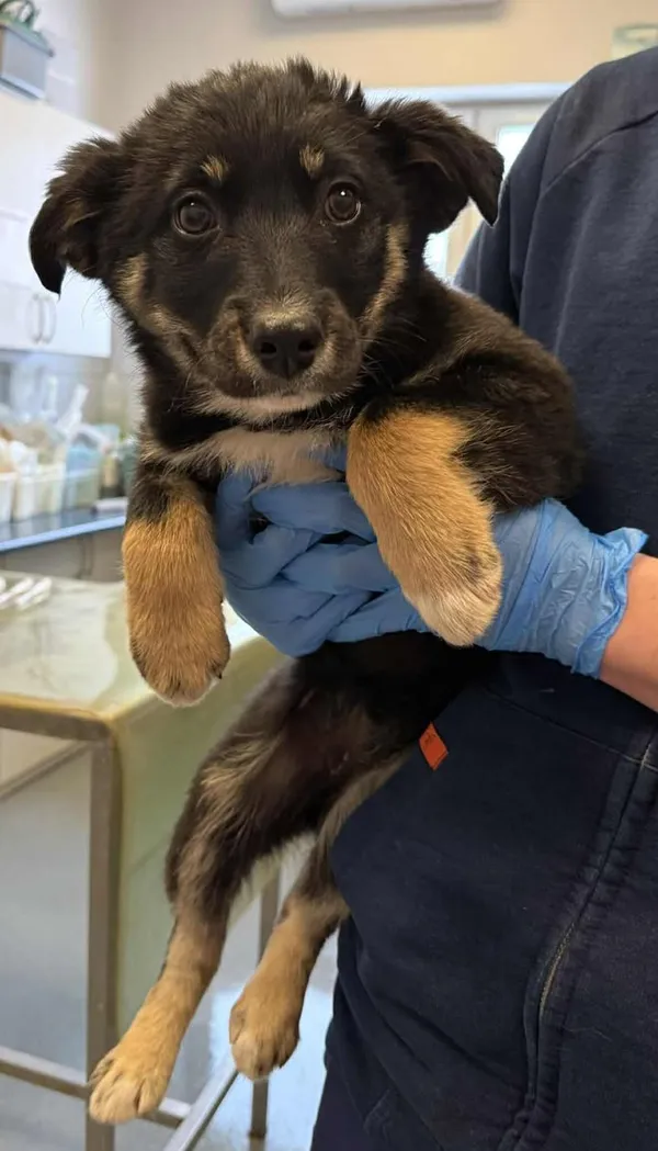 Znaleziono psa, Lublin, 22 stycznia 2026