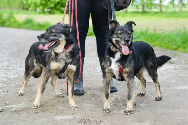 Oddam psa, Elbląg, Zawodzie, 24 stycznia 2026 (2/5)