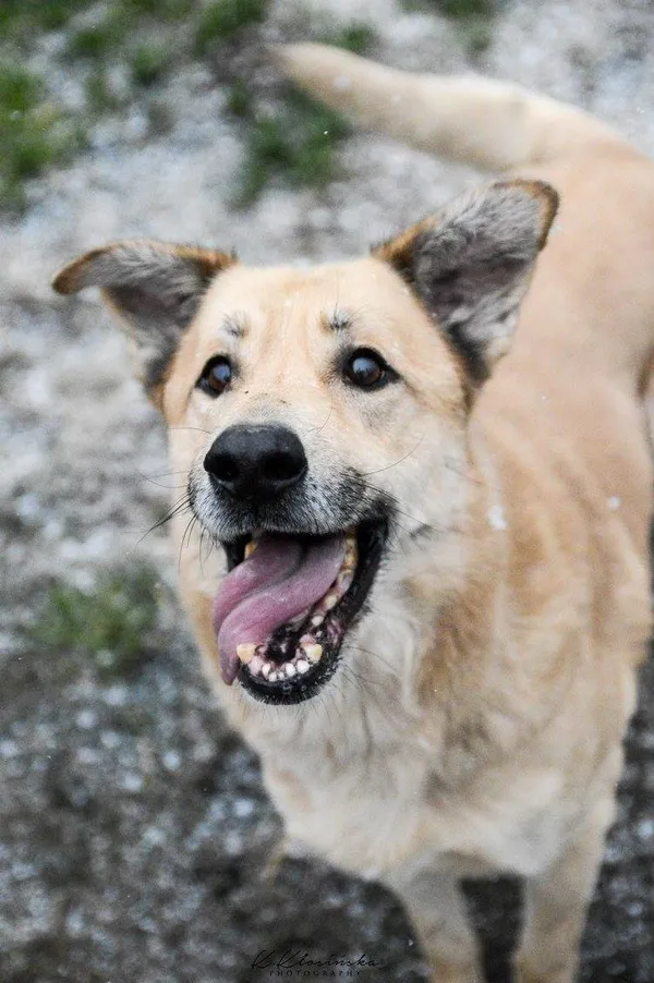 Oddam psa, Borucice, 24 stycznia 2026 (1/5)