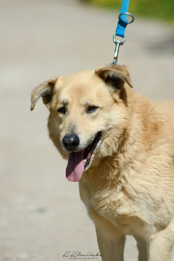 Oddam psa, Borucice, 24 stycznia 2026 (5/5)