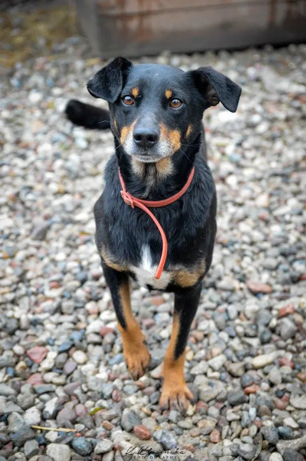 Oddam psa, Elbląg, Wyspa Spichrzów, 24 stycznia 2026 (1/6)