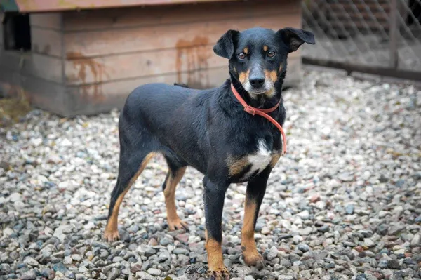 Oddam psa, Elbląg, Wyspa Spichrzów, 24 stycznia 2026 (5/6)