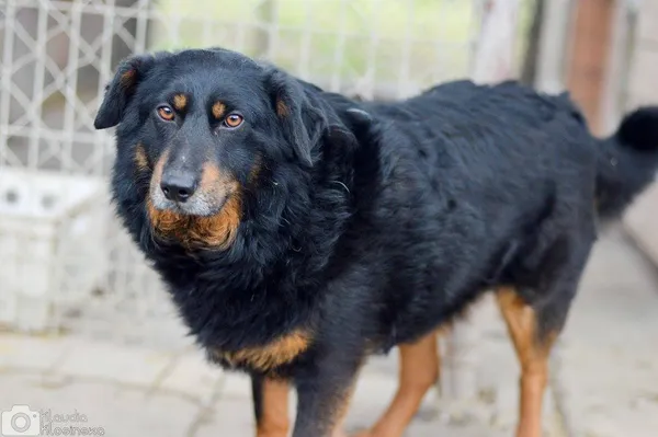 Oddam psa, Elbląg, Za Politechniką, 24 stycznia 2026 (1/5)