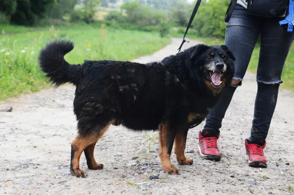 Oddam psa, Elbląg, Za Politechniką, 24 stycznia 2026 (2/5)