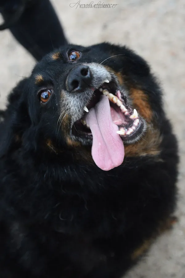 Oddam psa, Elbląg, Za Politechniką, 24 stycznia 2026 (3/5)