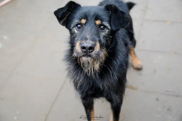 Oddam psa, Elbląg, Nowe Miasto, 24 stycznia 2026 (4/5)