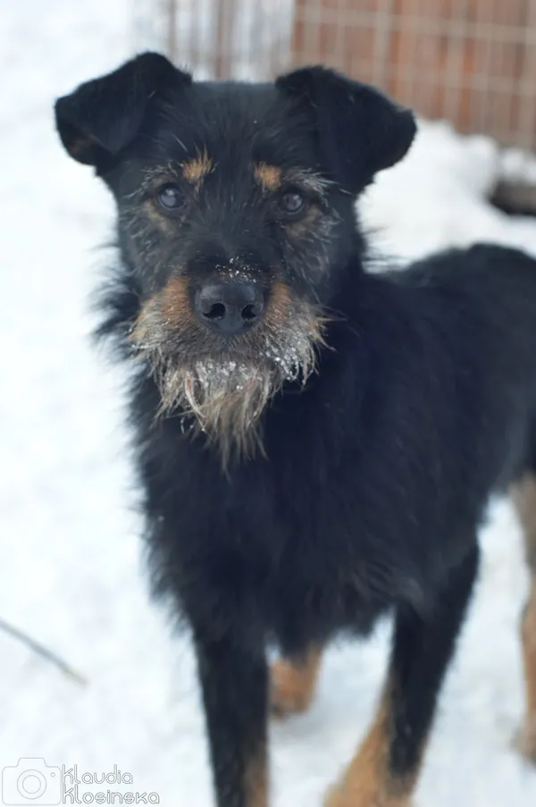 Oddam psa, Elbląg, Nowe Miasto, 24 stycznia 2026 (5/5)