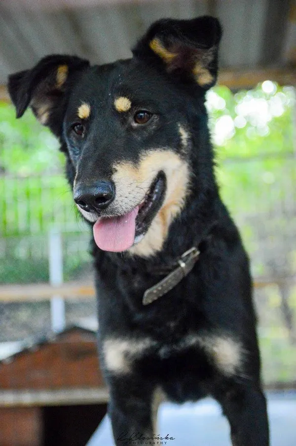 Oddam psa, Kępa Rybacka, 24 stycznia 2026 (5/5)