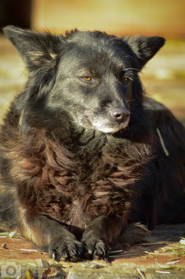 Oddam psa, Elbląg, Łasztownia, 24 stycznia 2026 (3/3)