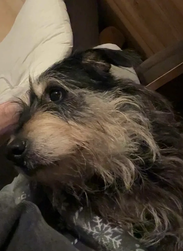 Znaleziono psa, Wrocław, Grabiszyn, 24 stycznia 2026 (2/3)