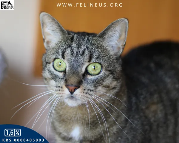 Kot do adopcji, Rzeszów, 24 stycznia 2026 (1/4)