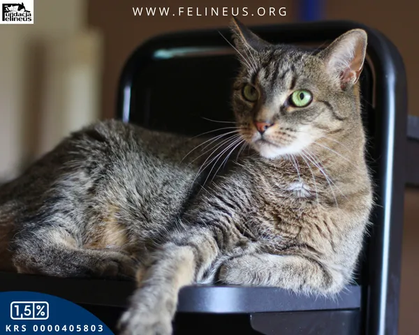 Kot do adopcji, Rzeszów, 24 stycznia 2026 (2/4)