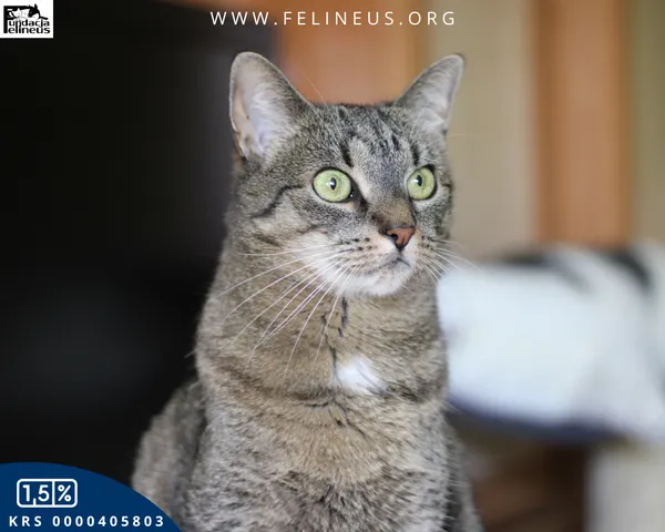 Kot do adopcji, Rzeszów, 24 stycznia 2026 (3/4)