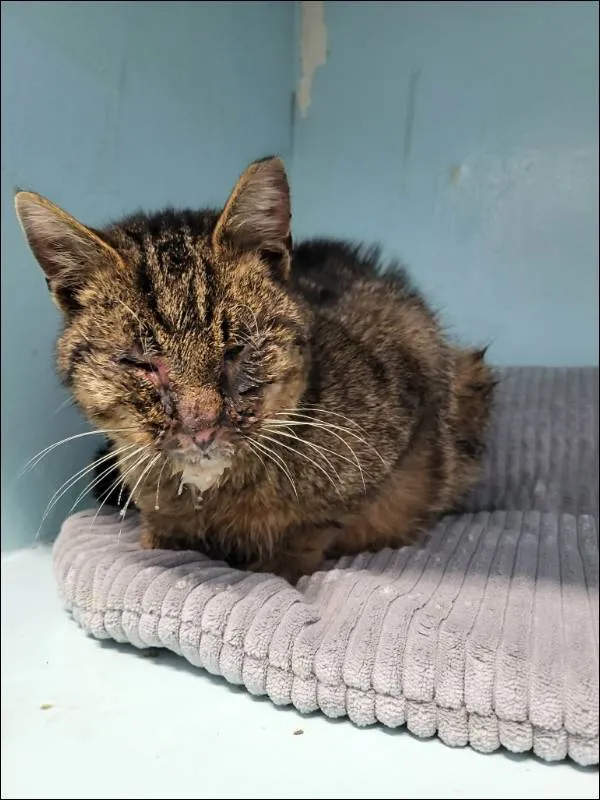 Znaleziono kota, Grudziądz, 24 stycznia 2026