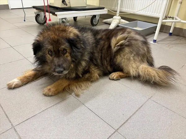 Znaleziono psa, Choszczno, 23 stycznia 2026