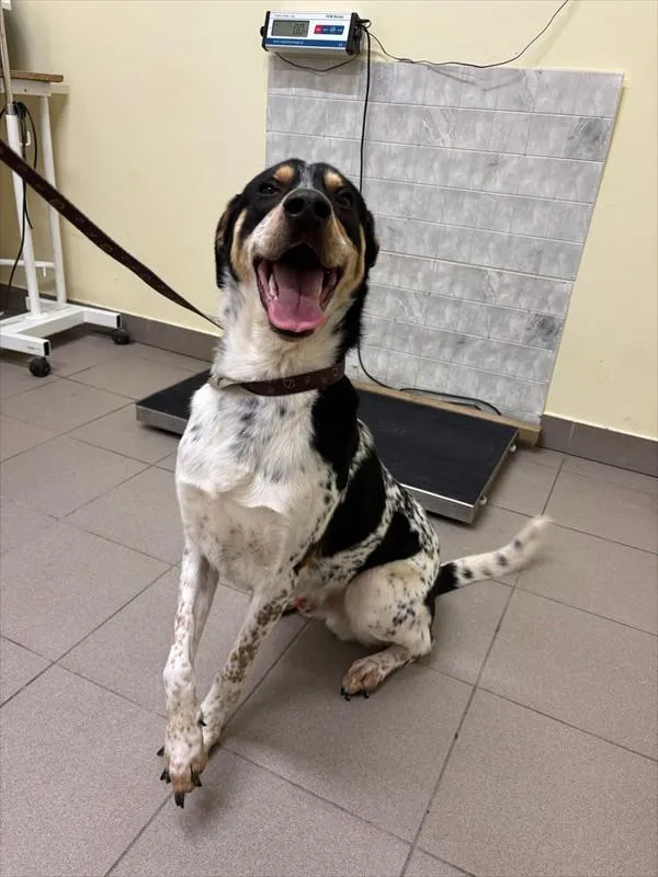 Pies do adopcji, Choszczno, 22 stycznia 2026
