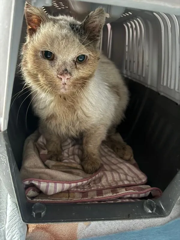 Kot do adopcji, Choszczno, 22 stycznia 2026