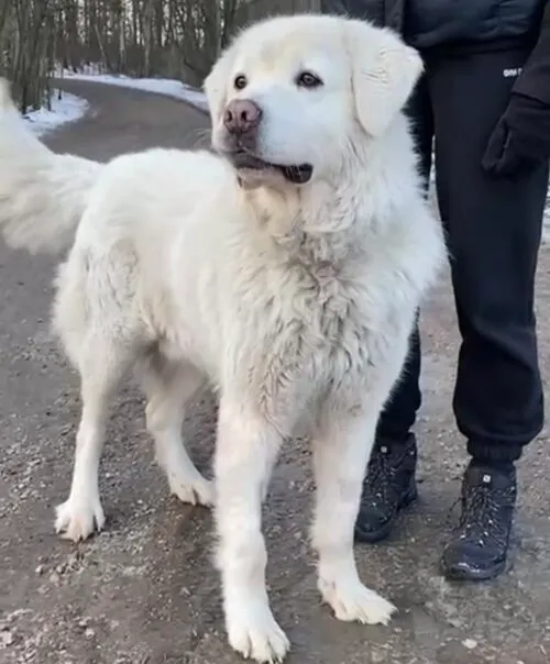 Pies do adopcji, Głowno, 24 stycznia 2026 (3/4)